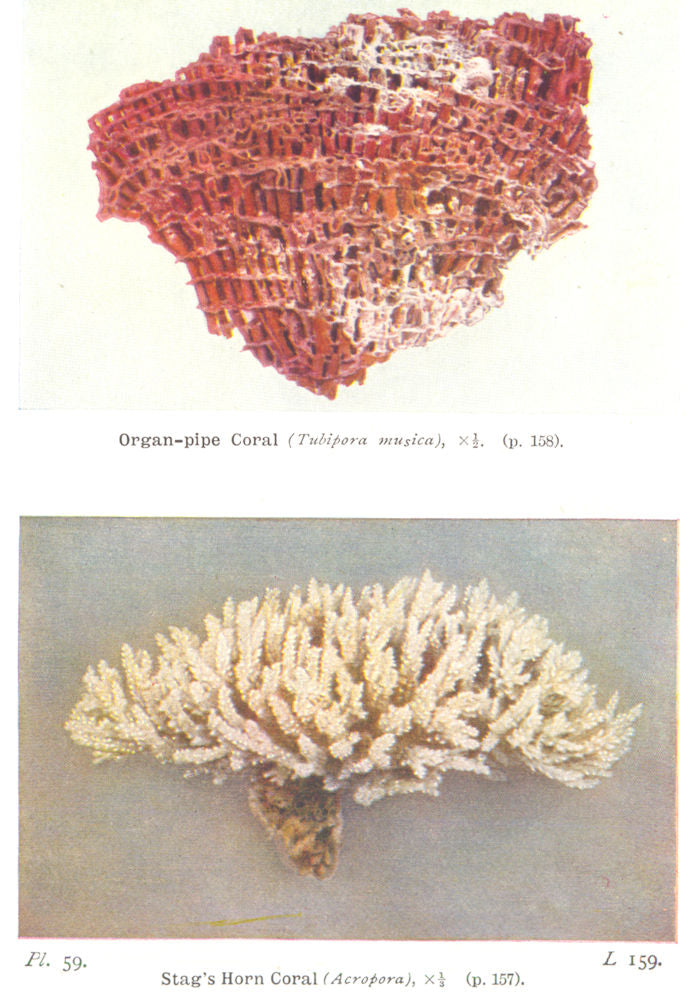 CORAL. Organ- pipe Coral (Tubipora musica) Stag's Horn Coral (Acropora)  1936